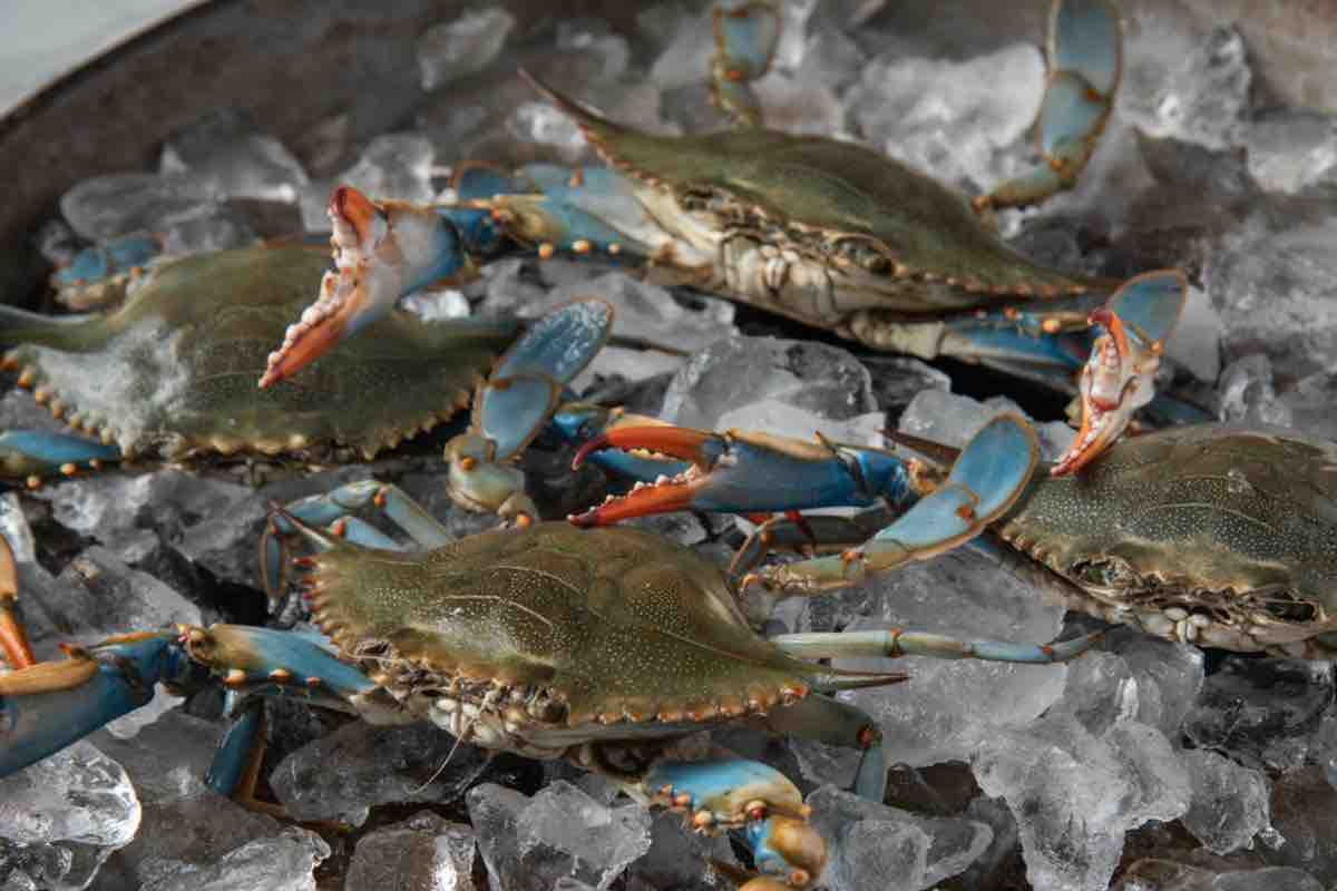 Granchio blu: un’eccellente varietà di crostacei