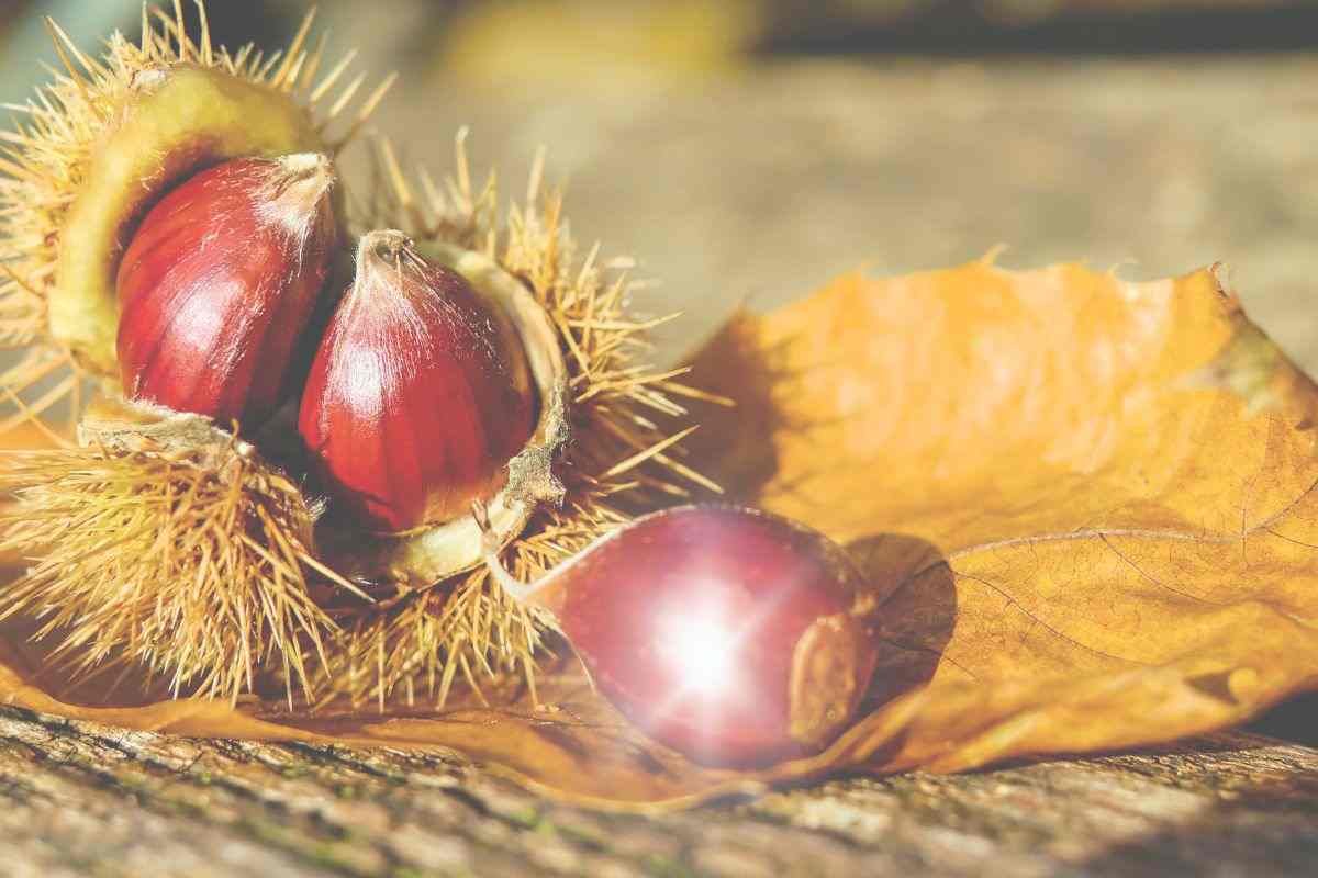 Quali sono i benefici delle castagne