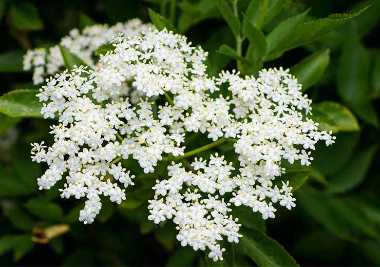 Fiori di sambuco per creare un decotto incredibile