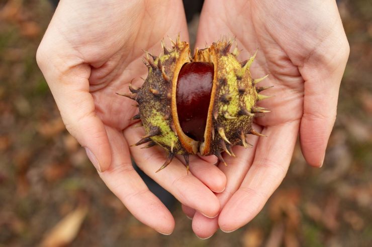 I migliori benefici delle castagne